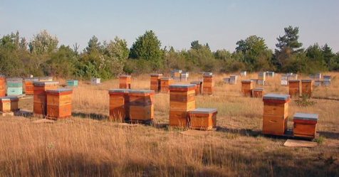 Abeilles domestiques et biodiversité : pourquoi avoir un rucher ?