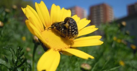 Biodiversité et insectes en ville
