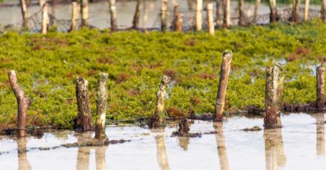 La culture d’algues : une solution à différentes problématiques environnementales ?