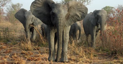 Éléphants sans défenses : la chasse, seule responsable ?