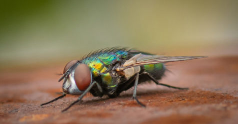 Insectes, arthropodes, gastéropodes : quelle vision pour les animaux de nos jardins ?