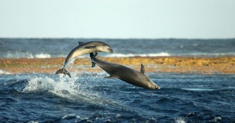 Nager avec des dauphins sauvages : oui, mais à quel prix ?