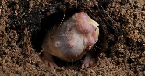 Le rat-taupe nu, un rongeur immunisé contre le cancer… Mais pas que !
