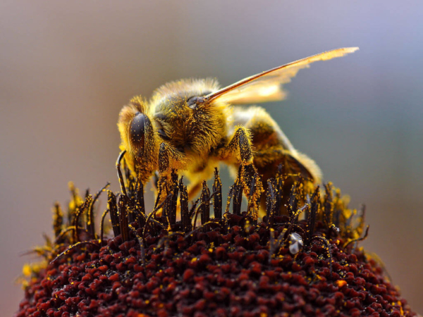 Abeille butineuse collectant du pollen