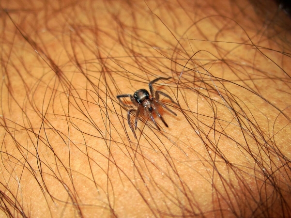 Araignée sur peau humaine