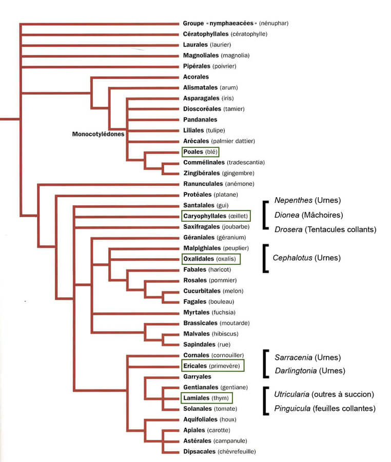 Arbre phylogénétique montrant les plantes carnivores dans différents groupes. Modifié depuis  classification phylogénétique du vivant, Lecointre et Le Guyader, 