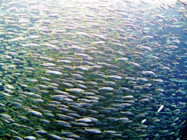 Banc de poissons, la multitude est reine en mer