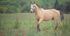Le mystérieux cheval Curly : doux, serein, sportif et hypoallergénique