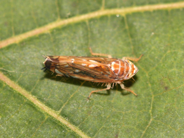 Cicadelle de la flavescence dorée (Scaphoideus titanus)