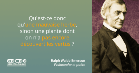 Qu'est-ce donc qu'une mauvaise herbe, sinon une plante dont on n'a pas encore découvert les vertus ? - Ralph Waldo Emerson