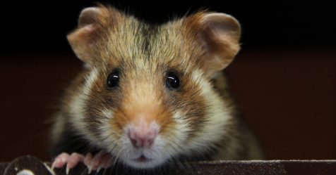 Conservation du Grand hamster d’Alsace : manquerait-il de temps ?
