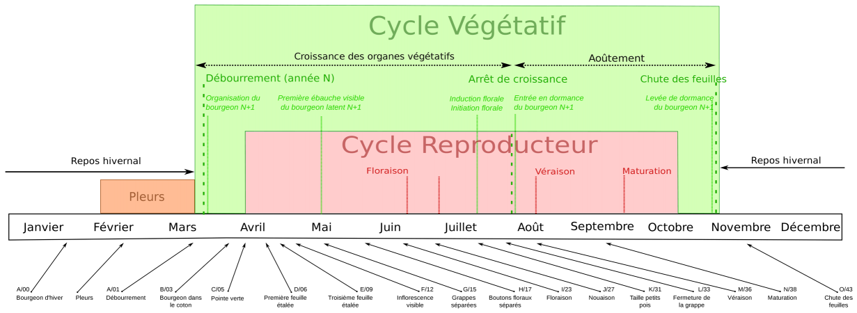 Cycle biologique de la vigne