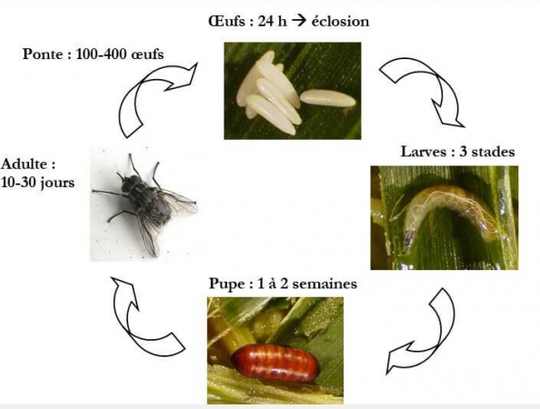 Cycle de développement des stomoxes avec les différents stades : œuf (environ 1 mm), larves (jusqu’à 1 cm au stade L3), pupe (4 à 7 mm) et adulte (ou imago).