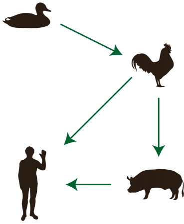 Cycle de transmission de la grippe aviaire