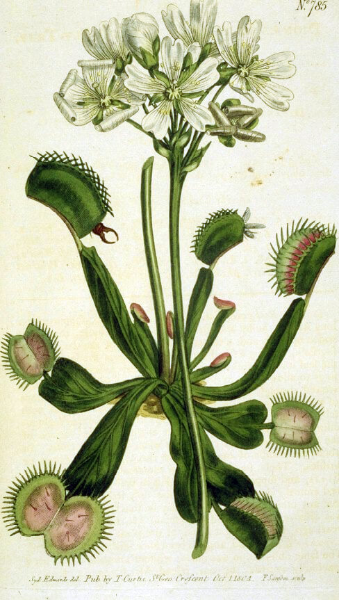 Dessin de Dionaea muscipula par William Curtis 1746 1799