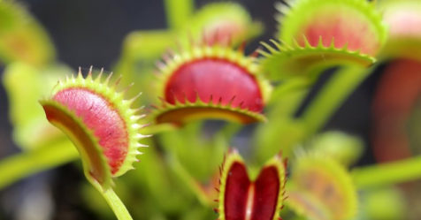 Dionaea, la plante qui attrape plus vite que son ombre