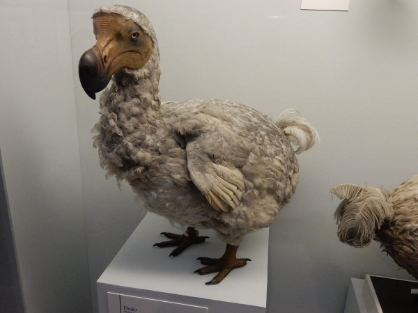 Dodo naturalisé du muséum d'histoire naturelle de Londres