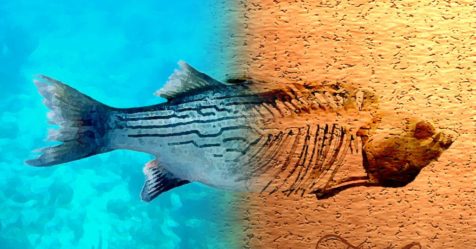 Les effets du réchauffement climatique sur le métabolisme : les poissons, d'excellents indicateurs