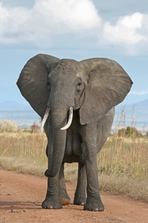 Éléphants d'Afrique avec défenses