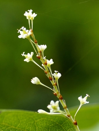 Fleurs de Reynoutria japonica