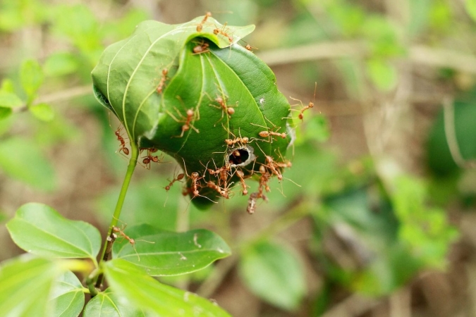 Fourmis arboricoles et leur nid fait de feuilles vivantes fixées les unes aux autres
