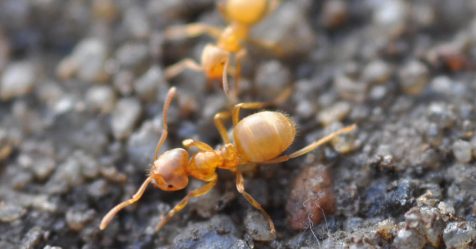 L'empire souterrain des fourmis jaunes (Lasius flavus et al.)