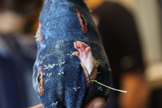 Grand hamster d'alsace (Cricetus cricetus)  contenu dans une chaussette en jean afin de pouvoir le pucer avant les relâchés 