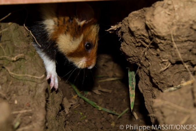 Grand hamster d'Alsace dans son terrier