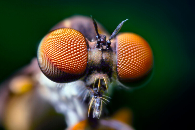 Grossissement de la tête d'un diptère (Holcocephala fusca) pour montrer la taille imposante des yeux. Les ommatidies sont visibles comme des milliers de petits points à la surface de l’œil.
