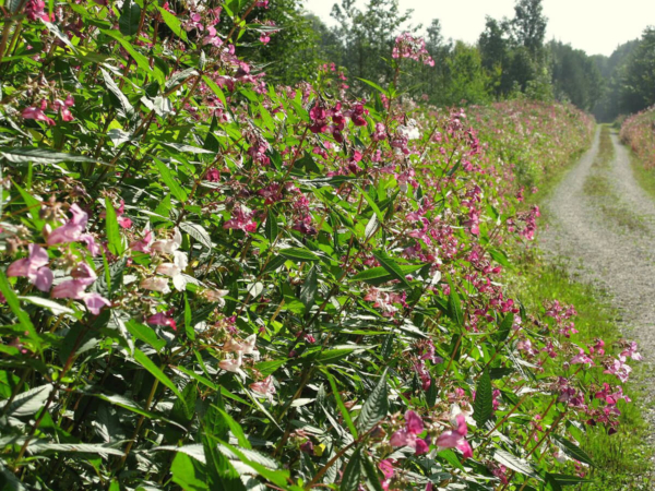 La Balsamine de l'Himalaya, une plante dite invasive bien connue