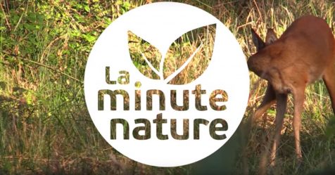 Les 10 meilleurs épisodes de « La minute Nature »