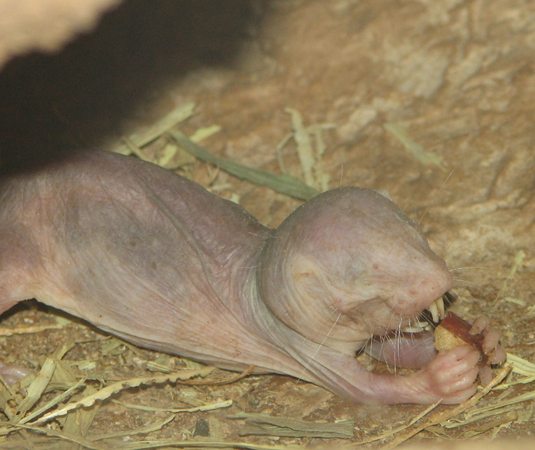 Le rat-taupe nu est un petit mammifère très surprenant