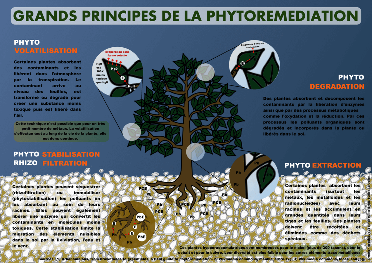 Les grands principes de la phytoremédiation