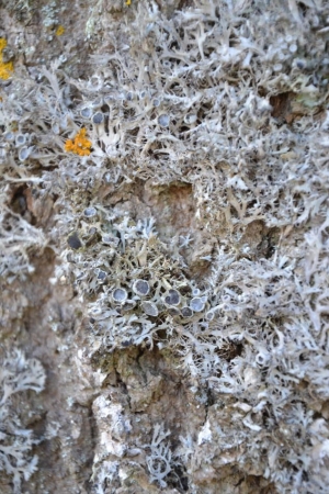 Lichen Anaptychia ciliaris