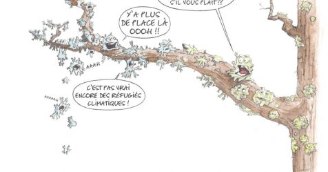Les lichens, de précieux alliés pour évaluer le changement climatique