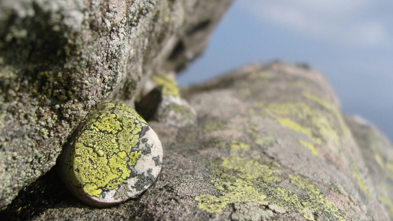 Lichens sur rochers