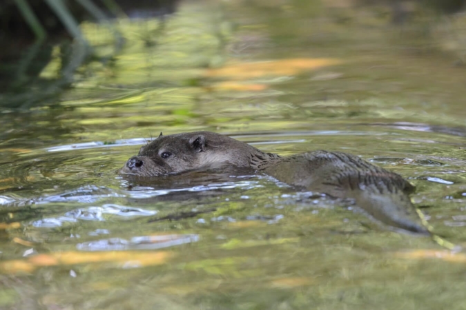Loutre d'Europe nageant