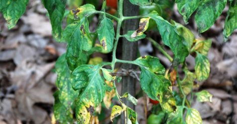 Comment maîtriser le mildiou et l’alternariose de la tomate sans pesticides