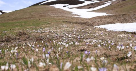 Alerte promo : -25% de réduction sur le manteau neigeux alpin