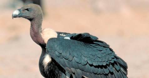 Médicaments et environnement : vautours et étourneaux sous Prozac