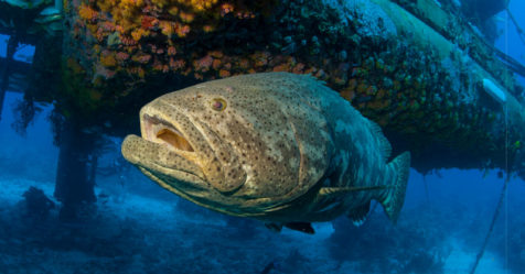 Le Mérou géant : un des plus gros poissons du monde en danger