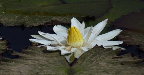 Le Nénuphar blanc des étangs : un précieux allié pour conserver les zones humides sahéliennes