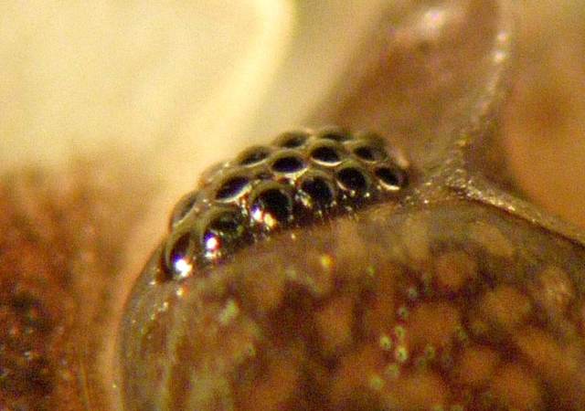 Œil composé d’Oniscus asellus. Leurs yeux sont seulement capables de différencier la lumière de l’obscurité, à la limite détecter des objets importants.