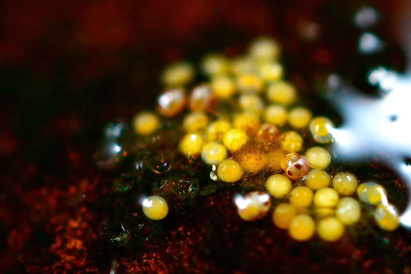 Œufs translucides, avec un embryon en formation, chez le collembole  Sminthurides aquaticus