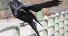 10 oiseaux que l’on rencontre en milieu urbain