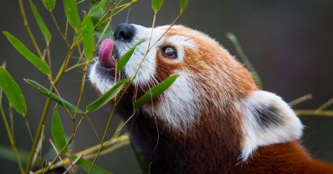 Le panda roux : conservation, biologie, histoire et plus encore