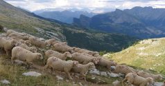 Le pastoralisme est-il bon pour la montagne ?