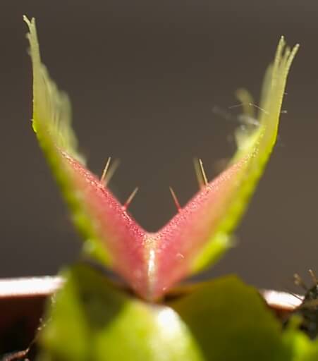 piège de Dionaea muscipula vu de profil avec les trichomes sensitifs prêts à détecter la moindre proie