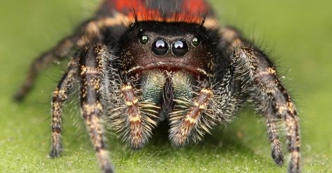 Les piqûres d'araignées n'existent pas : explications sur la fin d'un mythe
