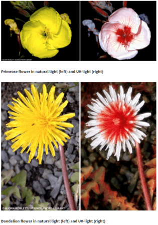 Deux exemples de fleurs photographiés par ultra-violet, à gauche un pissenlit, à droite un onagre. L’image du pissenlit est coupée en deux, à gauche comment nous le voyons, à droite comment il est perçu par l’abeille. Pareil pour l’onagre – à noter les rayures rouges pour guider l’insecte vers le nectar (et le pollen).